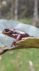 Dendropsophus bogerti