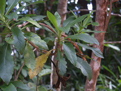 Scaevola