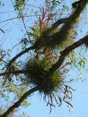 Tillandsia punctulata