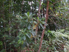 Scaevola