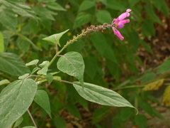Salvia involucrata
