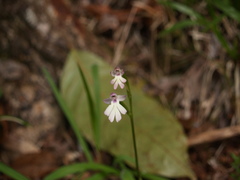 Cynorkis fastigiata