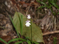 Cynorkis fastigiata