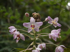 Spathoglottis pacifica