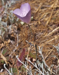 Calochortus splendens