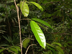 Angiospermae