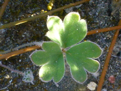 Pelargonium ternifolium