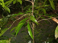 Angiospermae