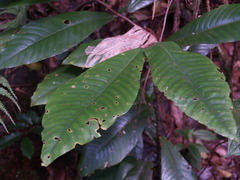 Angiospermae