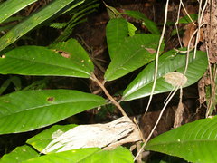 Angiospermae