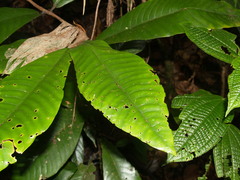 Angiospermae