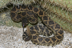 Crotalus oreganus
