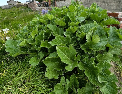 Crambe cordifolia, photograph 5