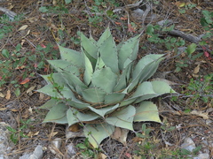 Agave ovatifolia