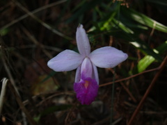 Arundina graminifolia