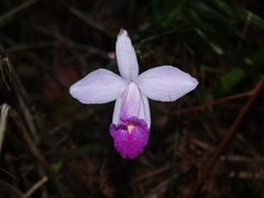 Arundina graminifolia