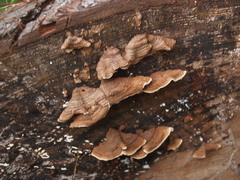 Fungi