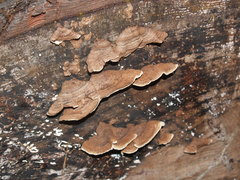 Fungi