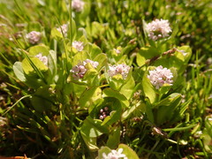 Plectritis congesta brachystemon