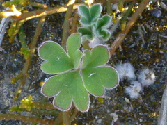Pelargonium ternifolium