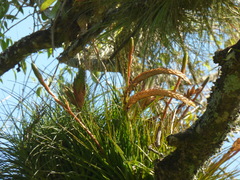 Tillandsia punctulata