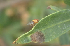Thaumatomyia rubida