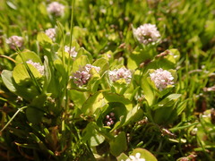 Plectritis congesta brachystemon