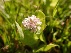Plectritis congesta brachystemon