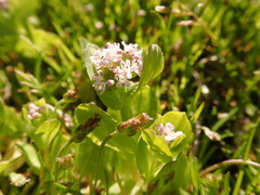 Plectritis congesta brachystemon