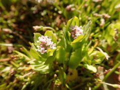 Plectritis congesta brachystemon