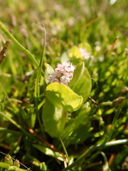 Plectritis congesta brachystemon