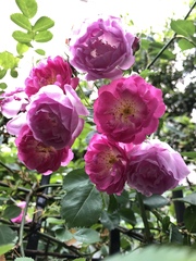 Rosa