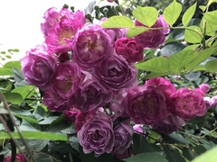 Rosa