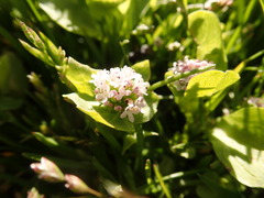 Plectritis congesta brachystemon