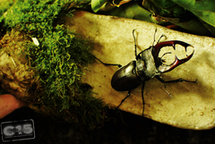 Lucanus cervus