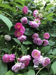 Rosa