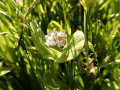 Plectritis congesta brachystemon
