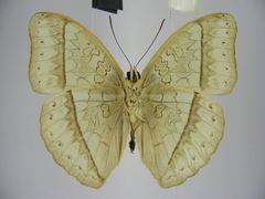 Cymothoe bouyeri