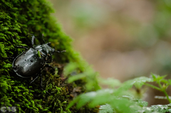 Lucanus cervus