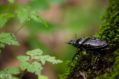 Lucanus cervus