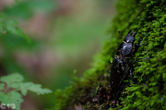 Lucanus cervus