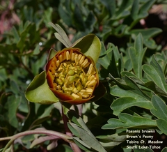 Paeonia brownii