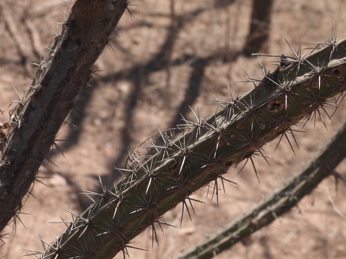 Image of Stenocereus alamosensis by no rights reserved