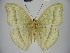 Cymothoe bouyeri
