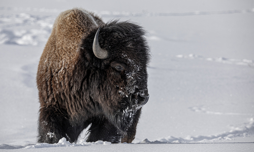 American Bison photographed in Wyoming