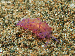 Unidentia