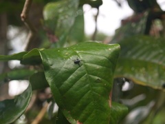 Diorycaulus punctatellus