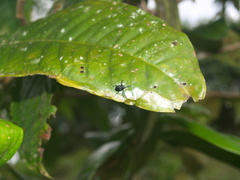 Diorycaulus punctatellus