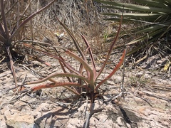 Agave rhodacantha