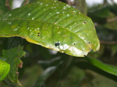 Diorycaulus punctatellus